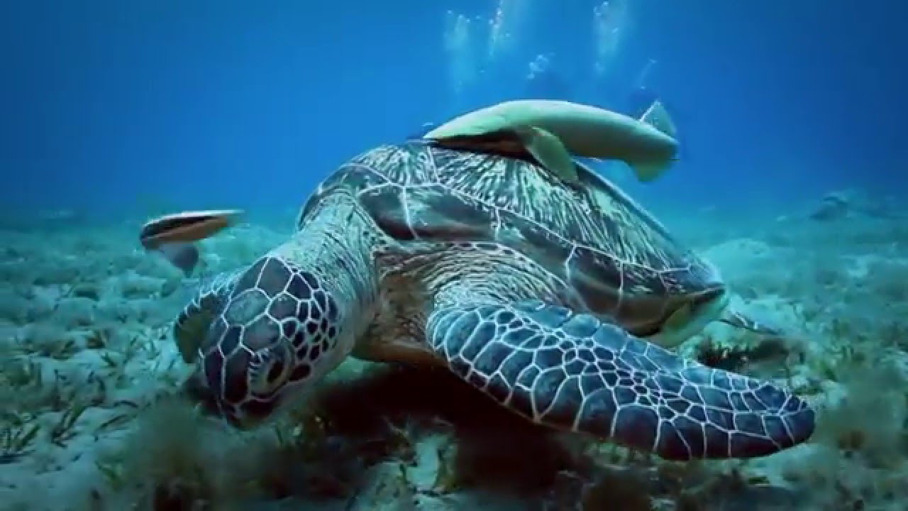 Hurghada Top Tours