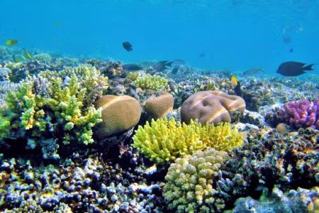 Discover Magawish Island with Snorkeling Cruise & Lunch in Hurghada