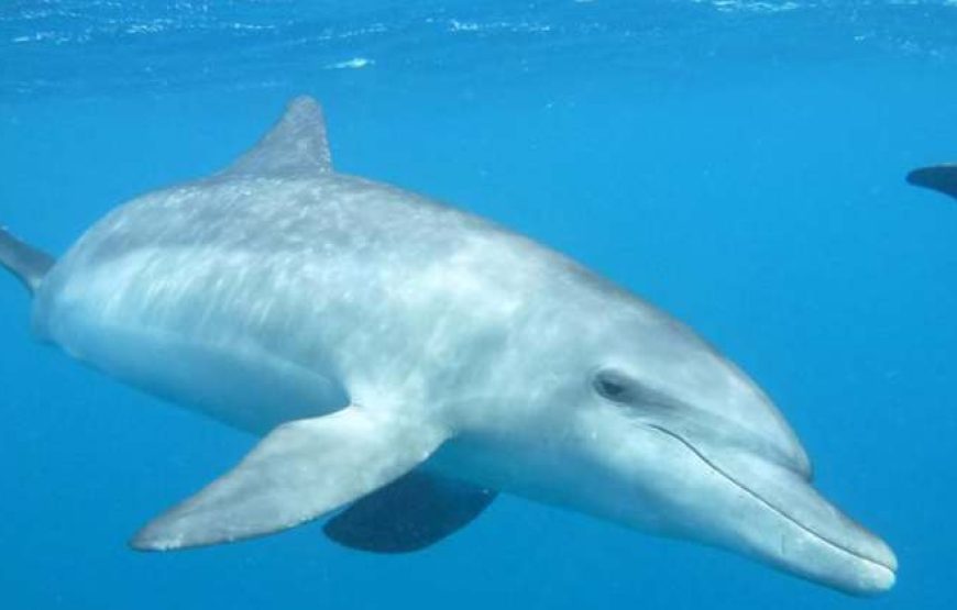 Dolphin House Trip