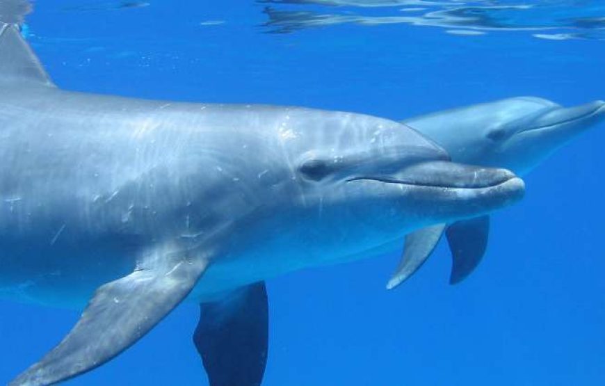 Dolphin House Trip