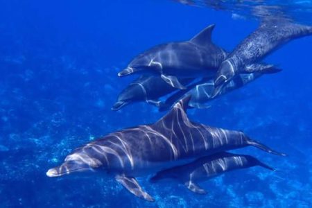 Dolphin House Trip