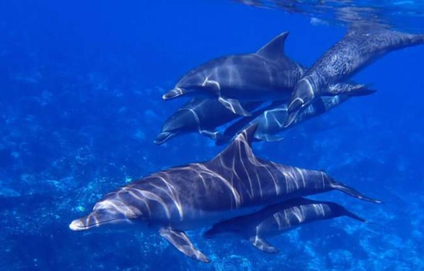 Dolphin House Trip