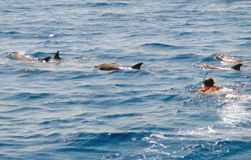 Dolphin House Trip